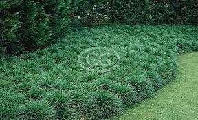 Mondo Grass 25 Pots 3 1 2 In Mondo Grass Dwarf Mondo Grass Front Landscape