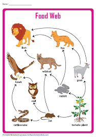 Food Web Chart Food Chain Worksheet Science Food Chains Food Webs Projects