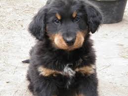 Click on picture for hunting article. Bernese Mtn Dog X Golden Retriever Pup 1 Colourful Boy Avail For Sale In Rock Creek British Columbia Nice Pets Online