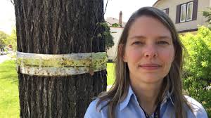 Un portrait de la santé de la forêt urbaine à Winnipeg