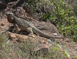 Check spelling or type a new query. Spiny Tailed Iguana Life Expectancy