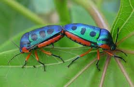 Image result for Jatropha scaposa