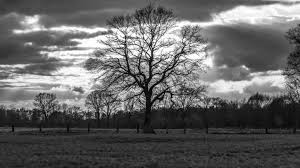 We have an extensive collection of amazing background images carefully. Hintergrundbilder Baum Silhouette In Schwarzweiss