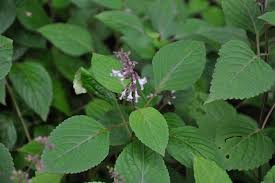 Image result for Orthosiphon thymiflorus