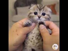 Funny Cats Videos 2020 Funny Cat Videos Funny Cats Cat Gif
