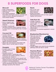 You can help protect your pet by spotting the danger signs early. 8 Superfoods You Can Feed Your Dog To Beat Cancer The National Canine Cancer Foundation