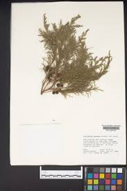 Image result for Juniperus procera