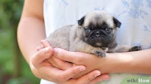 Newborn puppies need to nurse roughly every two hours. How To Take Care Of A Weak Newborn Puppy 11 Steps With Pictures