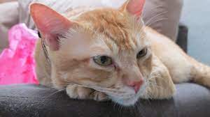 We did not find results for: 7 Penyebab Bulu Kucing Botak Yang Wajib Dihindari Arenahewan Com