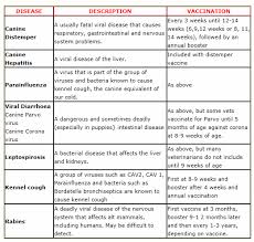 dog vaccinations 101 guide and why it is an essential