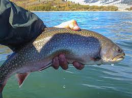 Except as modified in special rules fishing is not allowed within the posted upstream and downstream boundary of any fish weir or trap. The Best Fishing Spots In Idaho Active