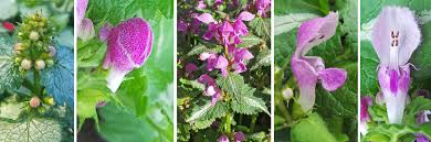 Check spelling or type a new query. Spotted Deadnettle Lamium Maculatum Wisconsin Horticulture