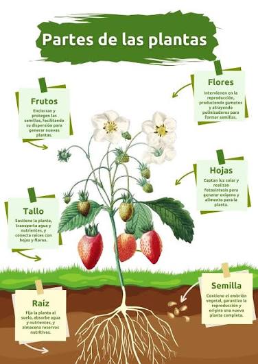 José Alberto López Zarco | Partes de las plantas y sus funciones | Instagram