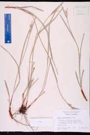 Image result for Scleria mikawana