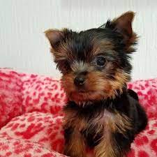 Full Breed Yorkie For Sale Near Me In 2021 Teacup Yorkie Puppy Yorkie Puppy Teacup Yorkie