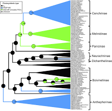 Image result for Alloteropsis paniculata