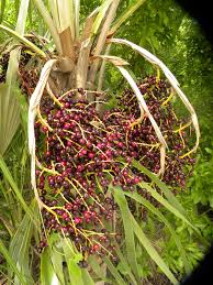 Image result for Coccothrinax argentea