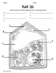 Cell wall (plant cells only): Cells Blank Plant And Animal Cell Diagrams To Label Note Plant And Animal Cells Science Cells Learning Science