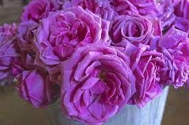 Miranda Lambert Miranda Lambert Nature Beauty Rose