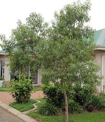 Image result for Heteropyxis natalensis