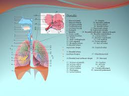 Encefal _ … sistemul excretor 2.plămâni 7. Oferte Exclusive Stil Clasic Stiluri Noi De Ce Traheea Nu Poatre Functiona Far Inele Cartilaginoase 101openstories Org