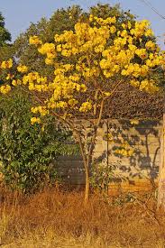 Image result for Handroanthus chrysotrichus