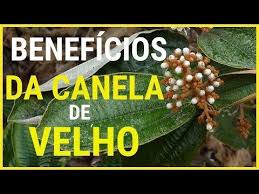 Para Que Serve O Remédio Canela De Velho 8 Beneficios Da Canela De Velho E Como Fazer O Cha Youtube Canela Beneficios Canela De Velho Receitas De Xarope