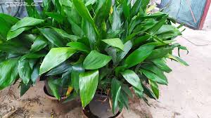 Image result for Kořenokvětka Aspidistra