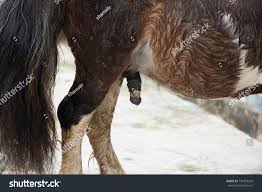 Closeup Brown Pony Horse Dick Stock Photo 734793202 