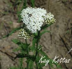 Image result for Achillea millefolium