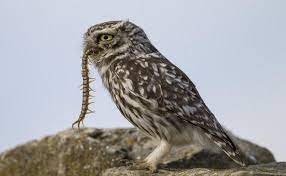 Son xerófilas, especializadas para vivir en climas cálidos y secos. Sobre El Buho Mas Pequeno Pajaro Buho Habitat Y Estilo De Vida Del Buho Buho Elfo En Un Cactus