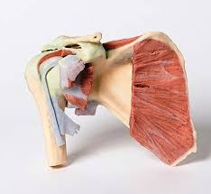3d Printed Shoulder With Deep Dissection Of A Right Shoulder