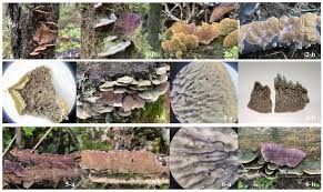 Image result for Trichaptum subchartaceum