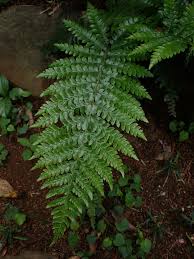 Image result for Polystichum sinense