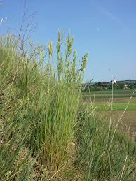 Image result for Festuca