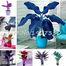 What care does a banana plant need? 100pcs Bag Banana Tree Bonsai Fruit Plant Rare Small Mini Hainan Chinese Banana Plant Musa Dwarf Basjoo Outdoor Garden Plants Buy At The Price Of 0 20 In Aliexpress Com Imall Com