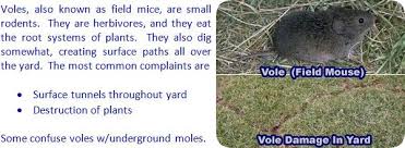 How To Get Rid Of Voles In The Yard Garden Or House Field Mouse Moles In Yard Pest Control Safe Pest Control