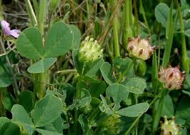 Image result for Trifolium