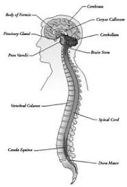 Nervous System Neurologic Problems Relevant To Pilots