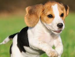 People still get puppies from breeders, friends, or the humane society. The Pet Shoppe Pet Store Middletown Nj