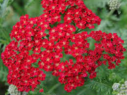 Achillea Millefolium Red Velvet Red Velvet Yarrow Yarrow Plant Achillea Achillea Millefolium