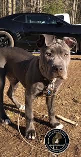 Bbk have blue nose pitbull puppies for sale and xl american bully puppies for sale. Pin On Pit Bull Puppies So Cute