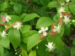 Image result for Eugenia capensis