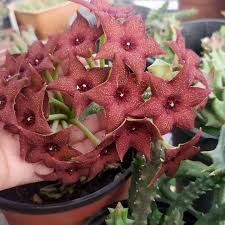 Image result for Orbea melanantha