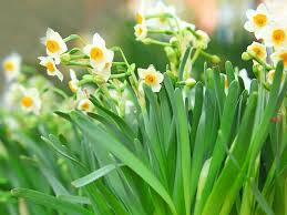 Despite short rains sun shows itself more often. Early Spring Flowers To Brighten Up Gardens In March Saga