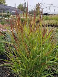 Image result for Panicum merkeri