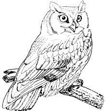 Push pack to pdf button and download pdf coloring book for free. Great Horned Owl Coloring Pages Owl Coloring Pages Bird Coloring Pages Owls Drawing