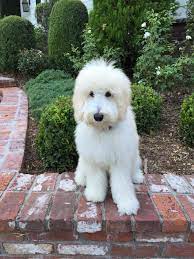 F1 Medium Goldendoodle Moss Creek Goldendoodle English Goldendoodle Goldendoodle Puppy