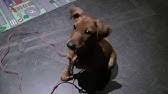 Pinschers en schnauzers, molosser, dogtype en zwitserse het hoofd van de oostenrijkse pinscher is peervormig. Typisch Een Oostenrijkse Pinscher Youtube