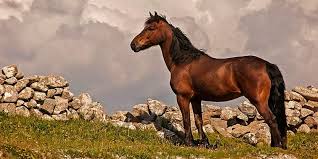 Documents et cartes pour l'étude de l'histoire de la russie et de l'urss. Irlande Histoire D Une Terre Cavaliere Le Mag Des Cavaliers Voyageurs